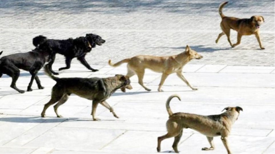 Πρόγραμμα διαχείρισης αδέσποτων ζώων στο Νότιο Πήλιο